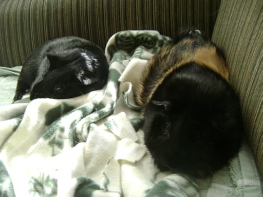 Rachel E Smith guinea pigs Salem and Hen Wen
