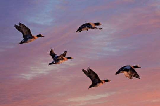 Team vs Team - of ducks - ducks flying through the sky