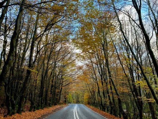 the road to winter through autumnal trees