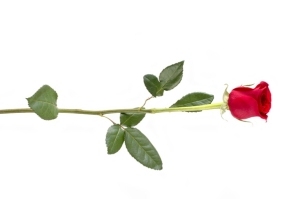 long stem red rose