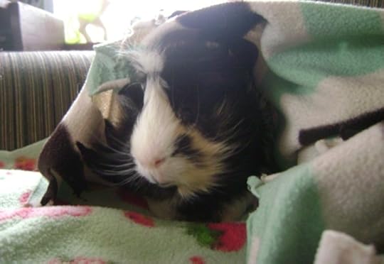 Rachel E Smith guinea pig Finny