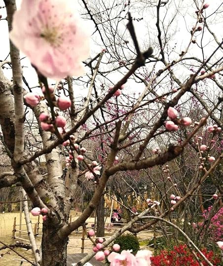 cherry blossom budding on a tree