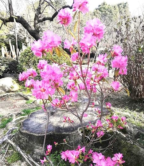 cherry blossom in Japan