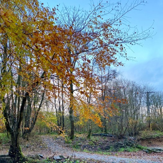 chocolatey books and colourful trees