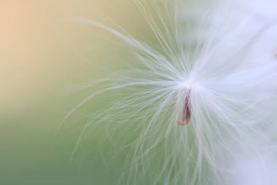 milkweed seeds photo by laura boggess