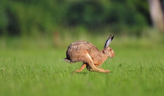 https://www.spiritanimal.info/wp-content/uploads/Rabbit-Spirit-Animal-4.jpg