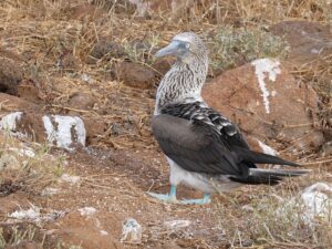 blue-footed boobie