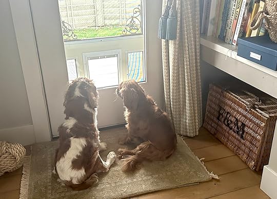 Bothpupswaitingbykitchendoor