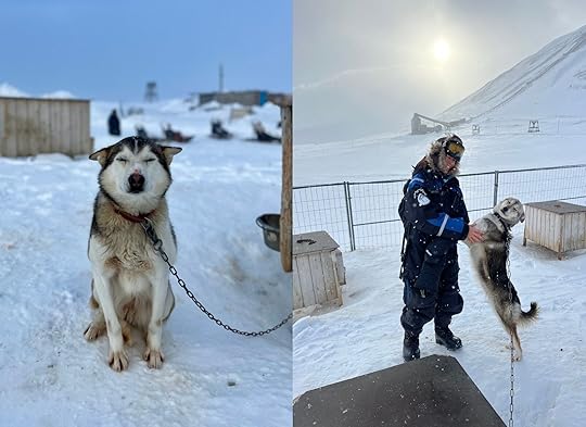 happy dogs in svalbardm norway