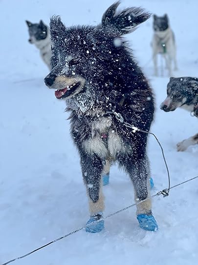 Moose, a fluffy Svalbard husky