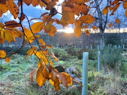 beech leaves in autumn
