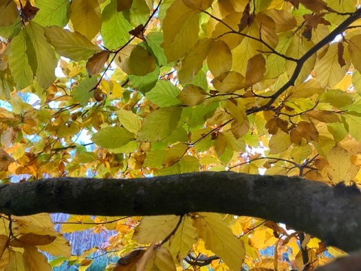 golden canopy