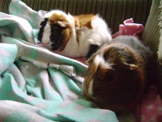 Rachel E Smith guinea pigs Horace and Peregrine