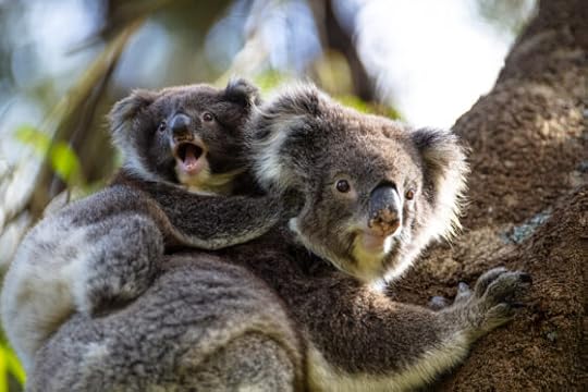 152 koalas killed by Alcoa, poisoning and euthanasia in Victoria’s west