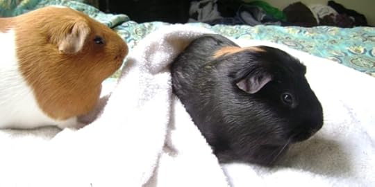 Rachel E Smith guinea pigs Pickles and Murderface