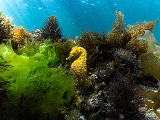 Snorkel with seahorses in Melbourne and lessons in wellness