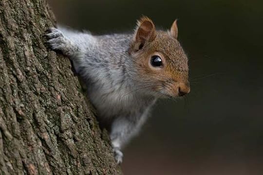 Small gray squirrel peering around the side of a tree.