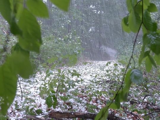 Hail among the leaves