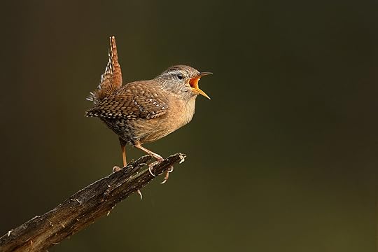 Garden music: how to identify common bird songs - Rias