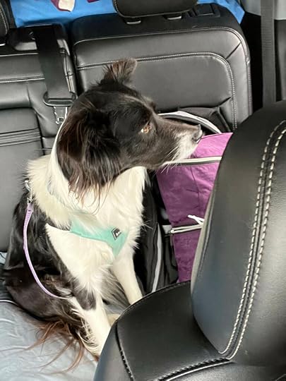 dog gazing out window