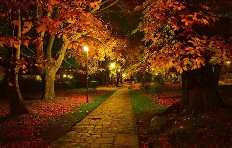 A paved path at night, lined by autumnal trees whose trunks are illuminated by street lamps.