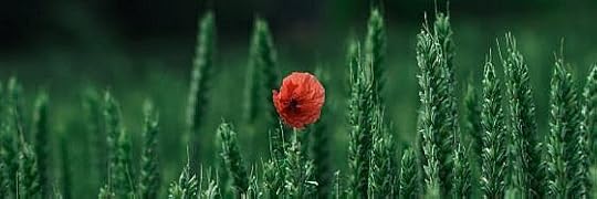 Recensione Il passaporto verde di Zineb Mekouar