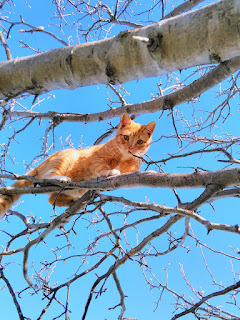 Mom! Help! I can't get down!