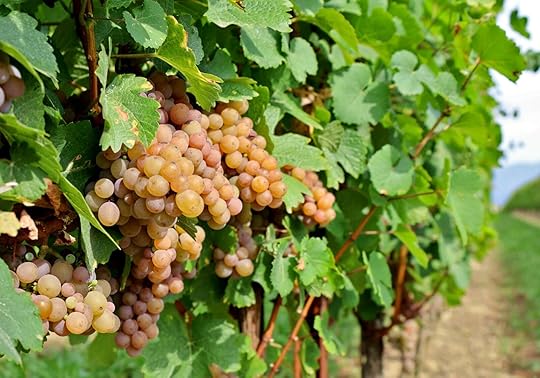 pinot gris grapes franciacorta italy