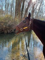 My horse Silas lifts his head from drinking in a creek.