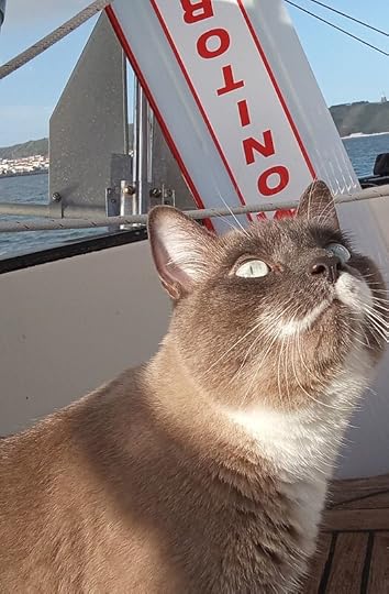 Gato-licious
