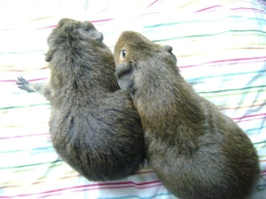 Rachel E Smith guinea pigs Twiglet and Pammy