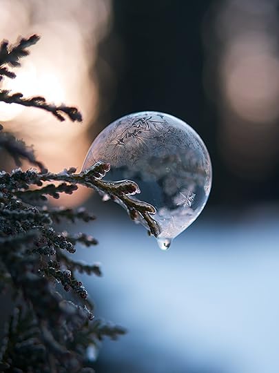 Image shows a bubble on a conifer branch