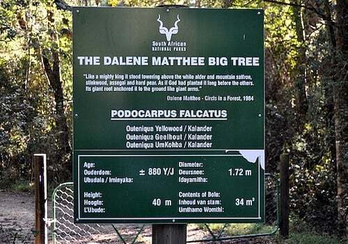 Dalene Matthee big tree - Knysa forest