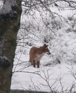 Winter in Scotland: fox in the snow