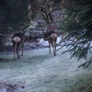 deer bottoms in the snow