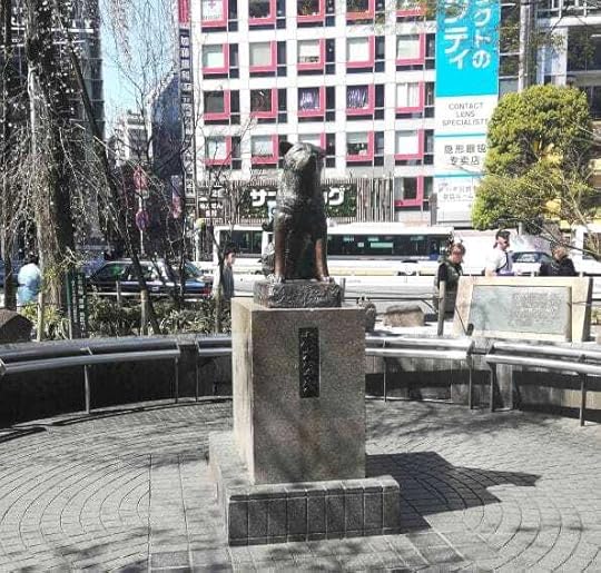 The statue of Japan’s most famous dog, Hachiko, is located outside Shibuya Station. Tokyo.