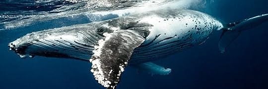 Recensione di Libro del sangue di Matteo Trevisani