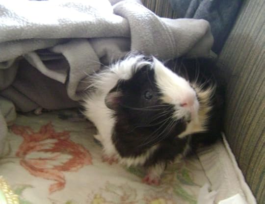 Rachel E Smith guinea pig Finny