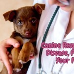 canine respiratory disease