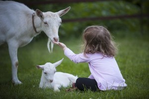 strange sayings | get your goat