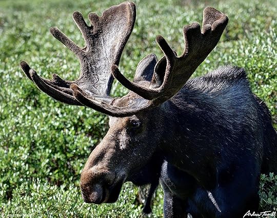 Bull moose in willows Guanella Pass Colorado 24 July 2023