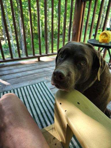 Sarah enjoys writing outside on her deck with her dog, Hannah, who often wants attention. Photo Credit 2022 Sarah Skolfield