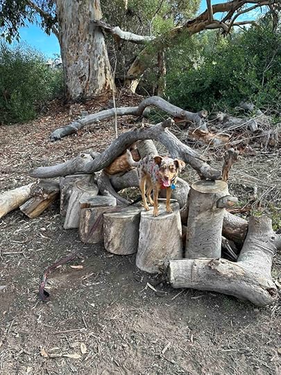 natural bench at Tecolote Canyon Natural park