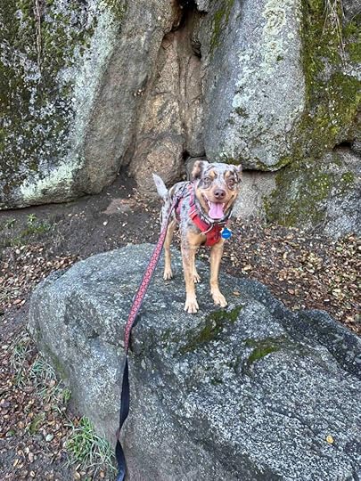 Dog on a rock
