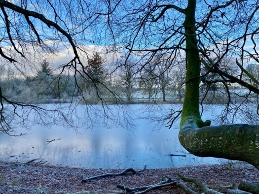 tree by Fyvie Loch