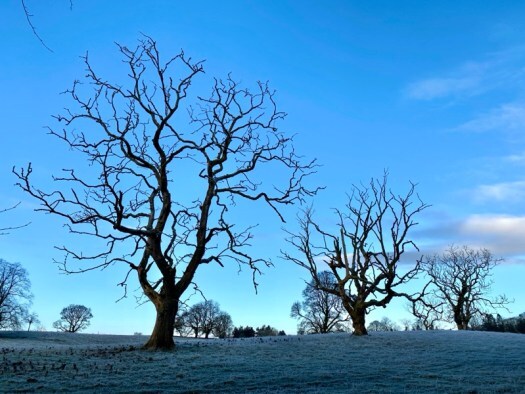 gnarly trees by Fyvie Loch