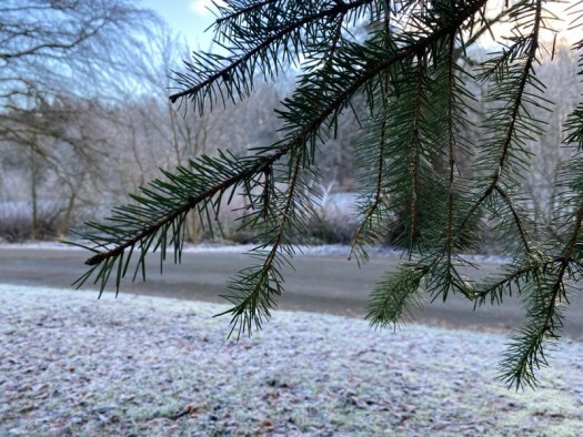 fir branches by Fyvie Loch