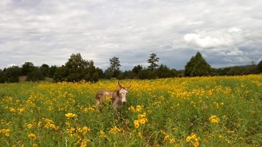 Reuben Among the Cowpen Daisies