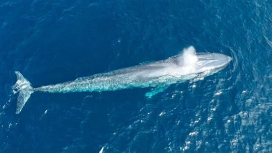 Do you want to jump on the Banda Wagon?