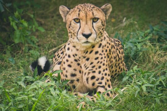 WIX photo (Cristin Noelle) Cheetah lying on green grass ground
